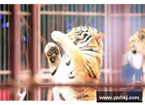 体育明星与他们的猛兽：训练、照料与独特关系揭秘
